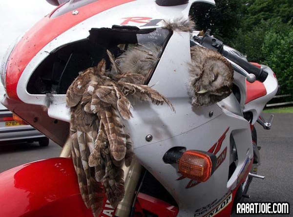 Une moto rencontre une chouette-humourenvrac